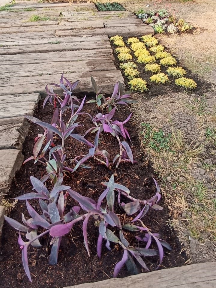 Jardin mvc