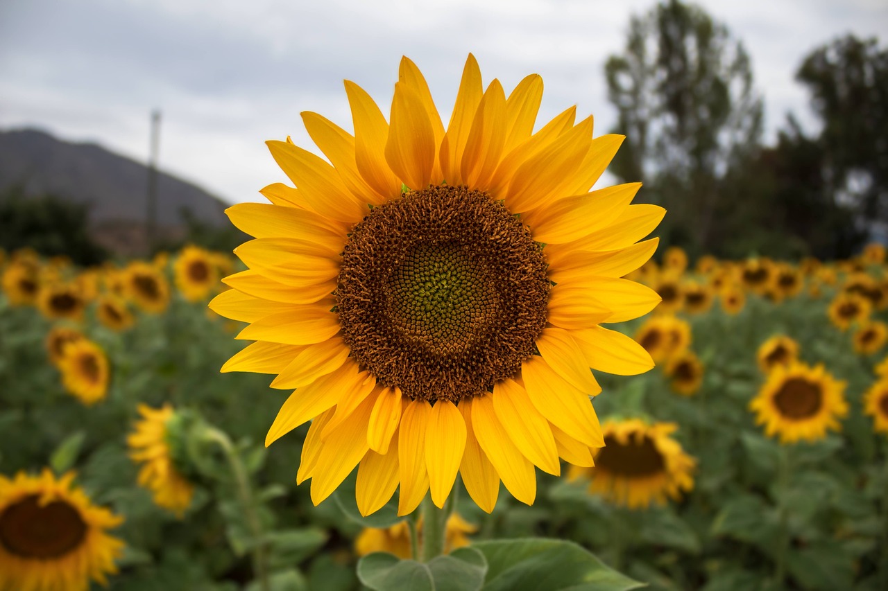 maravilla, amarillo, flor, naturaleza, campo, girasol, planta, amarillo, amarillo, amarillo, amarillo, amarillo, flor, flor, naturaleza, campo, girasol, girasol, girasol